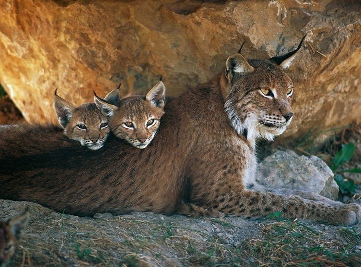 Le Pandathlon 2018 de WWF pour sauver le lynx boréal