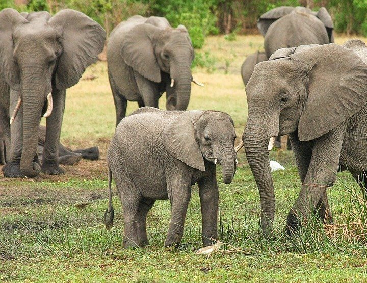 Des éléphants quittent leur zoo