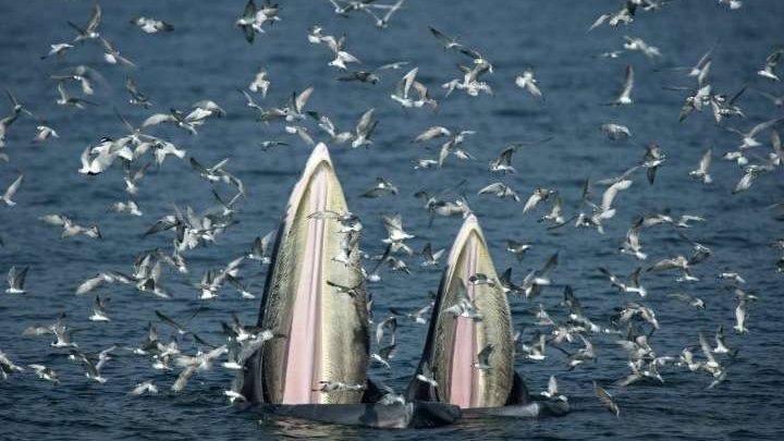 Observer respectueusement les baleines en Thaïlande