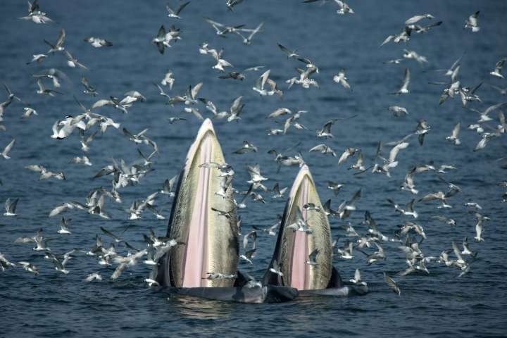 Observer respectueusement les baleines en Thaïlande