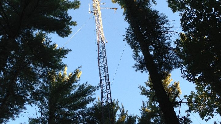 La forêt de Harvard : l’écologie de demain