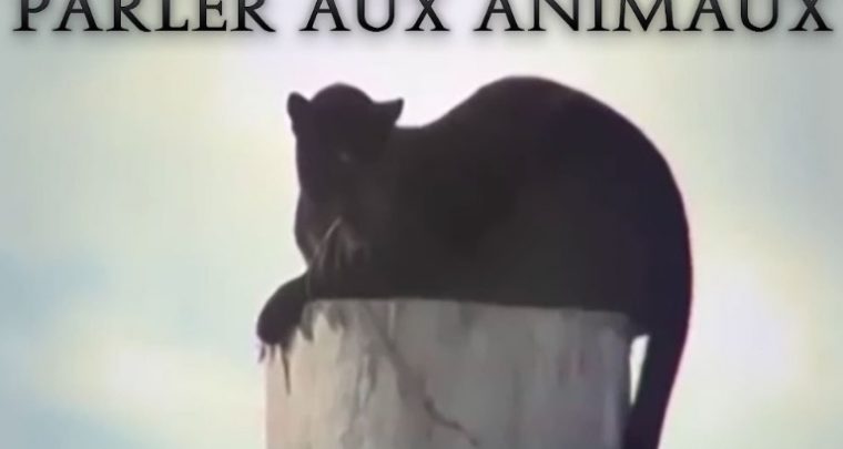 Anna Breytenbach communique avec les animaux