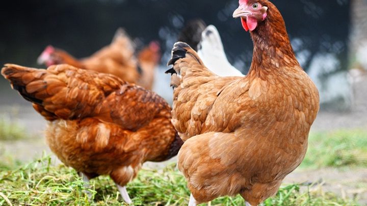 Poulehouse, la retraite des poules pondeuses