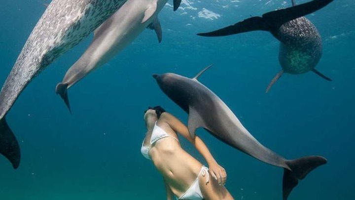 Les dauphins, médecins de l’homme