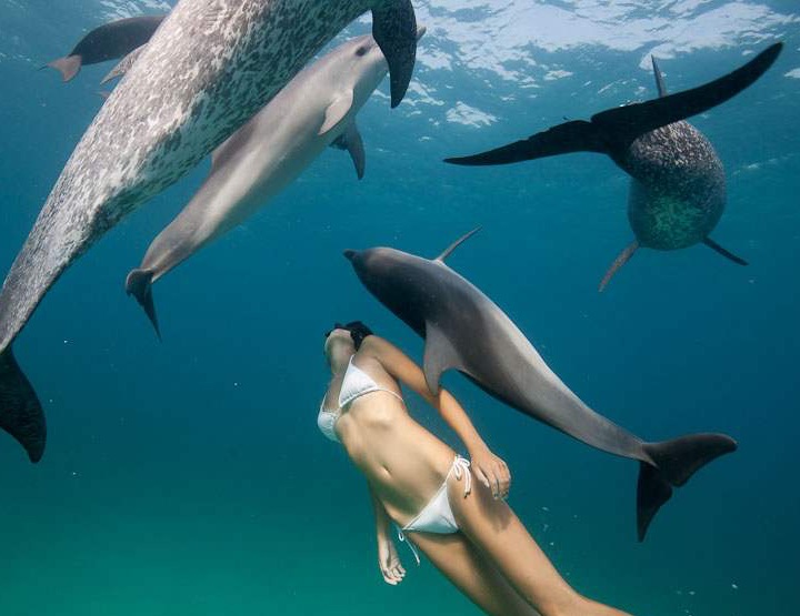 Les dauphins, médecins de l’homme