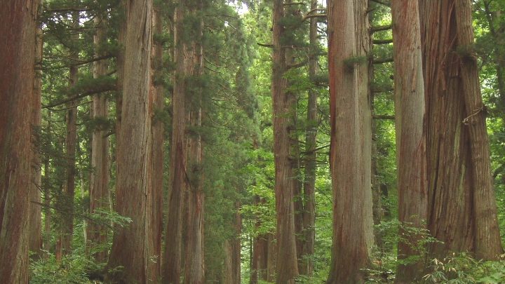 Le Shinrin-Yoku, bain de forêt japonais