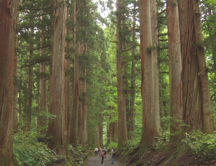 Le Shinrin-Yoku, bain de forêt japonais