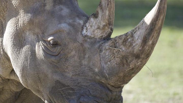 Rhinocéros blanc mâle cherche amoureuse…
