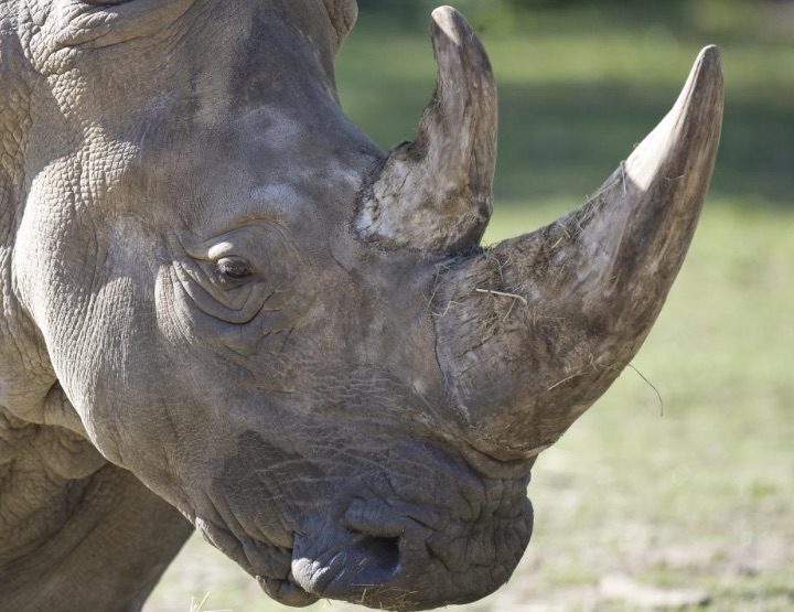 Rhinocéros blanc mâle cherche amoureuse…