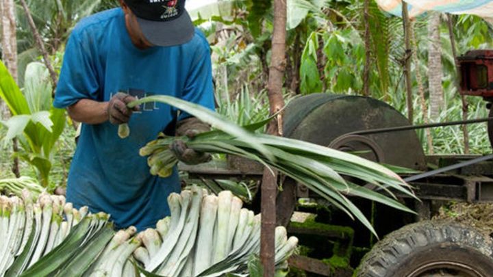 Panitex, du cuir d’ananas