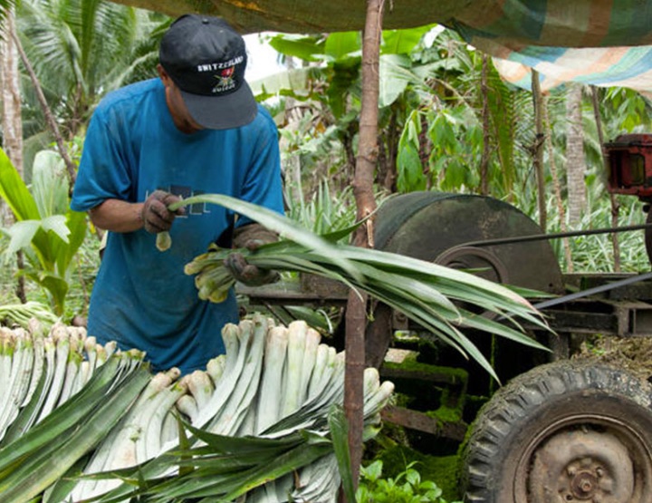 Panitex, du cuir d’ananas