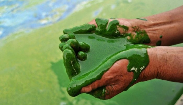 Les micro-algues : l’essence du futur ?