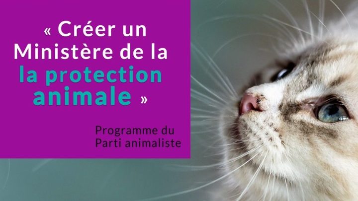 Un nouveau parti politique : le Parti animaliste !