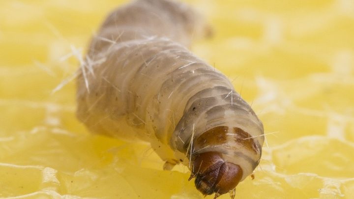 Une chenille qui se régale du plastique !