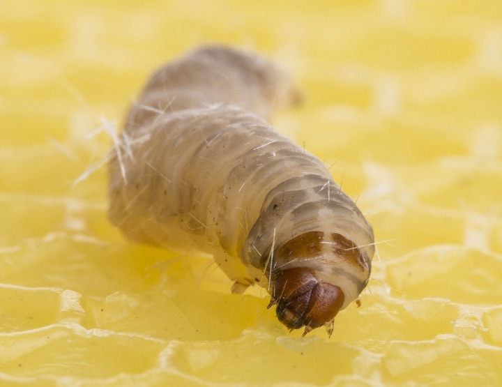 Une chenille qui se régale du plastique !