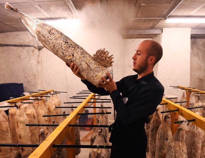 Des champignons « made in Marseille »