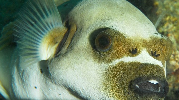 Les poissons éprouvent des sentiments !