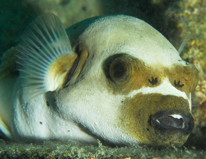 Les poissons éprouvent des sentiments !