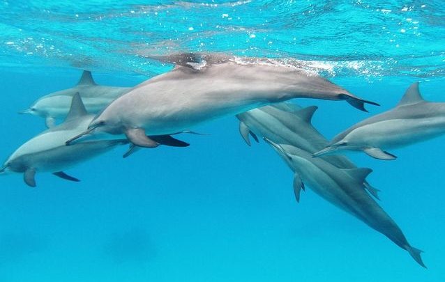 Nager virtuellement avec des dauphins, une vraie thérapie