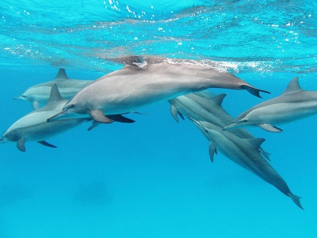 Nager virtuellement avec des dauphins, une vraie thérapie