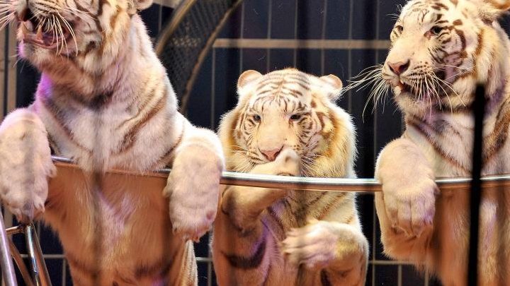 L’Irlande interdit les animaux sauvages dans les cirques
