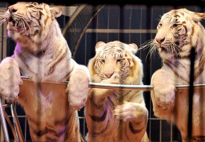 L’Irlande interdit les animaux sauvages dans les cirques