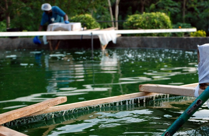 La spiruline pour lutter contre la malnutrition