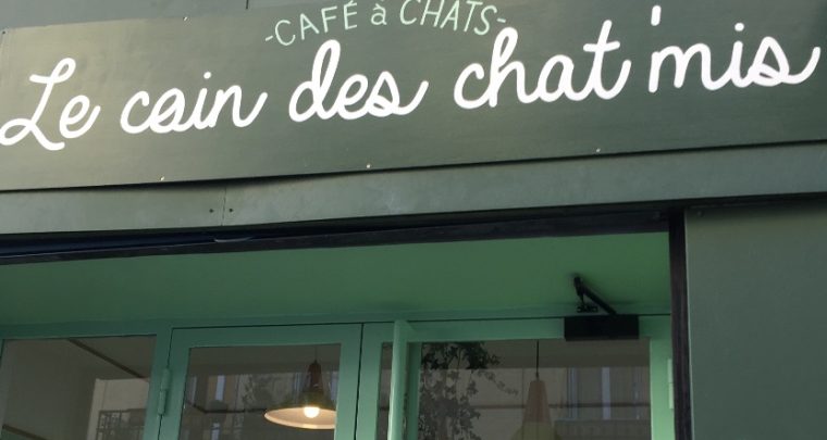 Un bar à chats à Marseille !