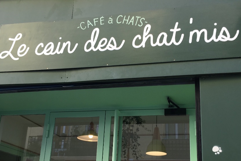 Un bar à chats à Marseille !