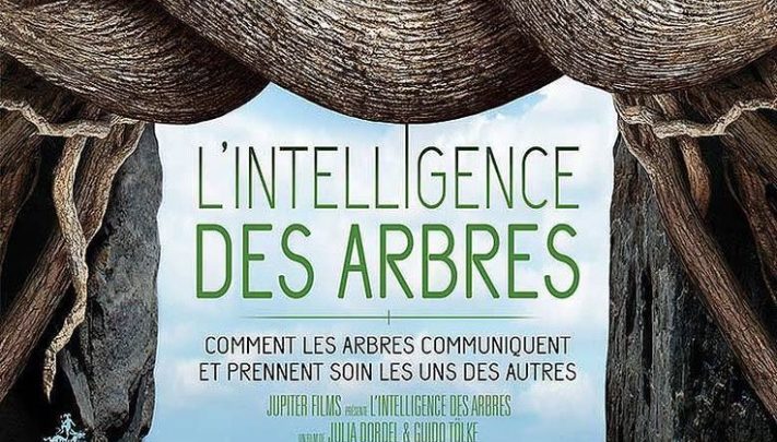 « L’intelligence des arbres » : fascinant !