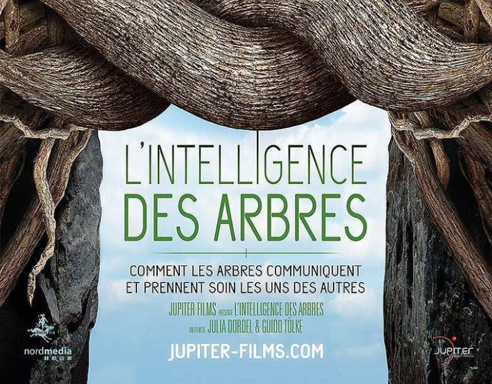 « L’intelligence des arbres » : fascinant !