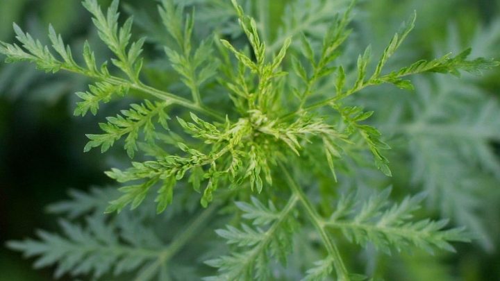 Artemisia, la plante miracle contre le paludisme
