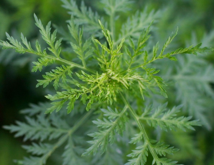 Artemisia, la plante miracle contre le paludisme