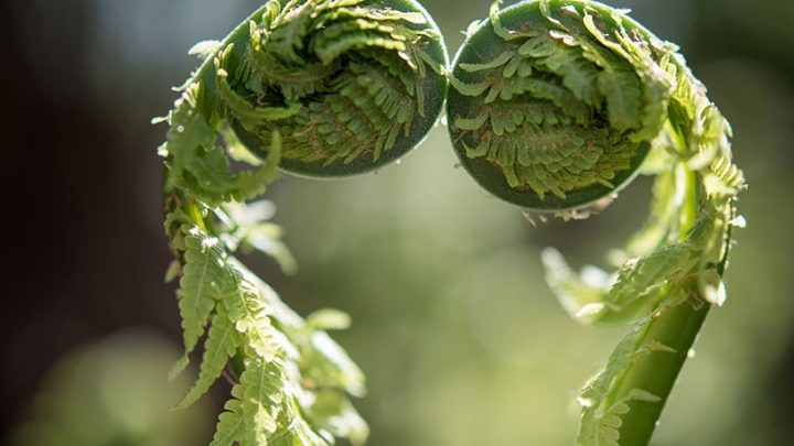 « L’intelligence des plantes » : la neurobiologie végétale