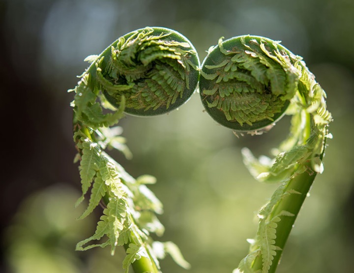 « L’intelligence des plantes » : la neurobiologie végétale