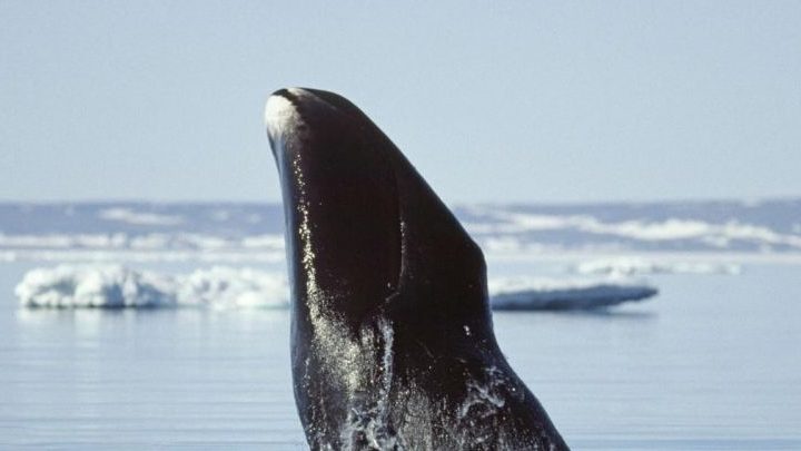 Les baleines boréales, de vrais compositeurs