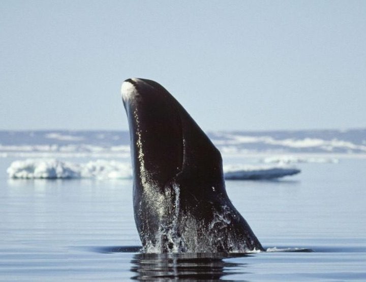 Les baleines boréales, de vrais compositeurs