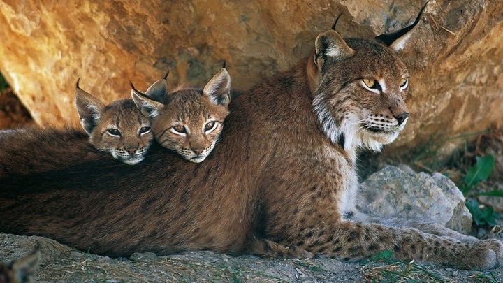 Le Pandathlon 2018 de WWF pour sauver le lynx boréal