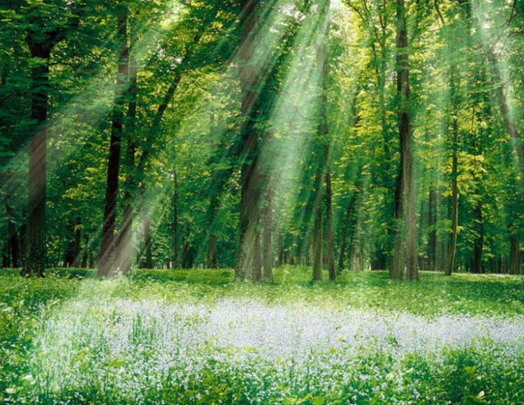 Copier la nature pour réussir sa vie