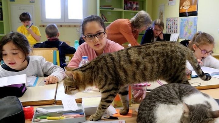 Des chats à l’école : ronron-thérapie pédagogique
