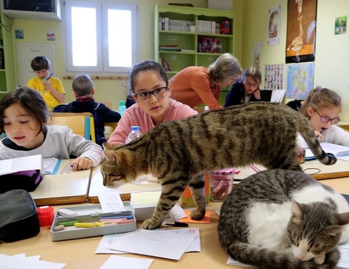 Des chats à l’école : ronron-thérapie pédagogique