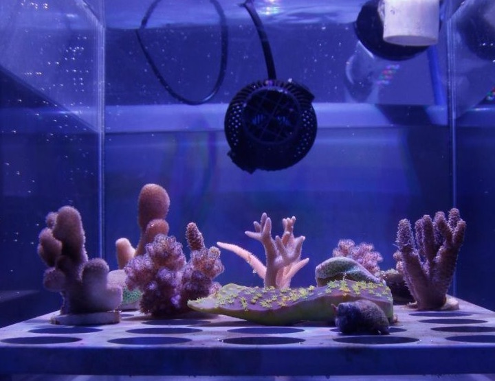 Une protection solaire pour sauver les coraux