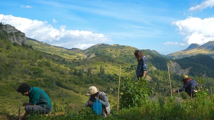 Cultures Permanentes : plus belle la vie avec la permaculture