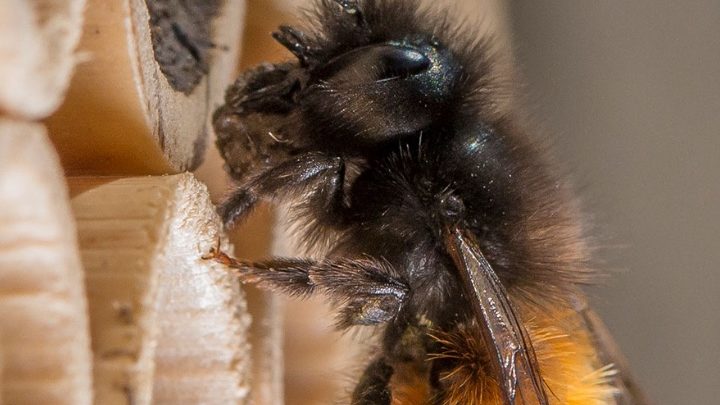 Des abeilles comme animaux de compagnie ?