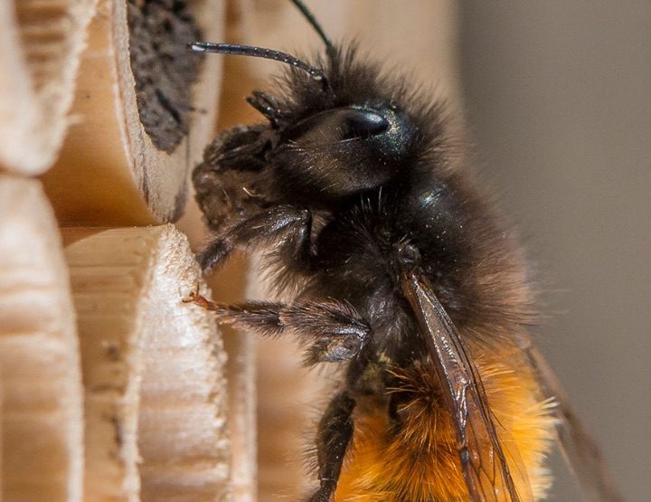 Des abeilles comme animaux de compagnie ?