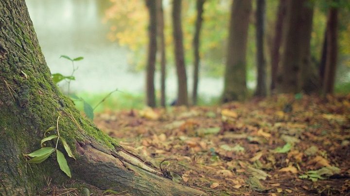 Replanter une forêt comme avant dans le Tarn