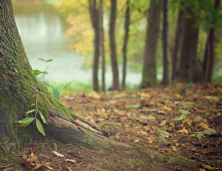 Replanter une forêt comme avant dans le Tarn