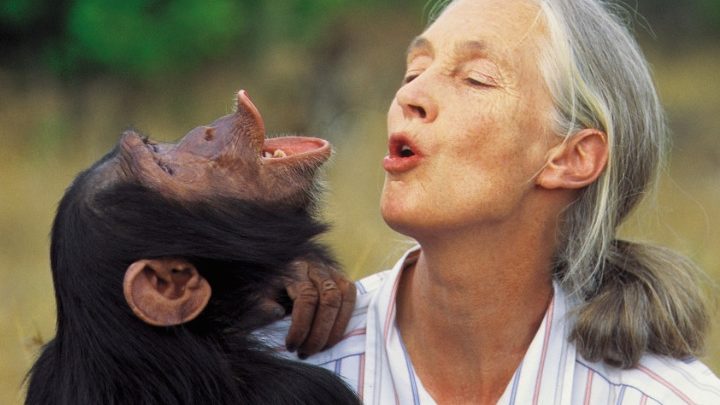 Jane Goodall, pour l’amour des chimpanzés