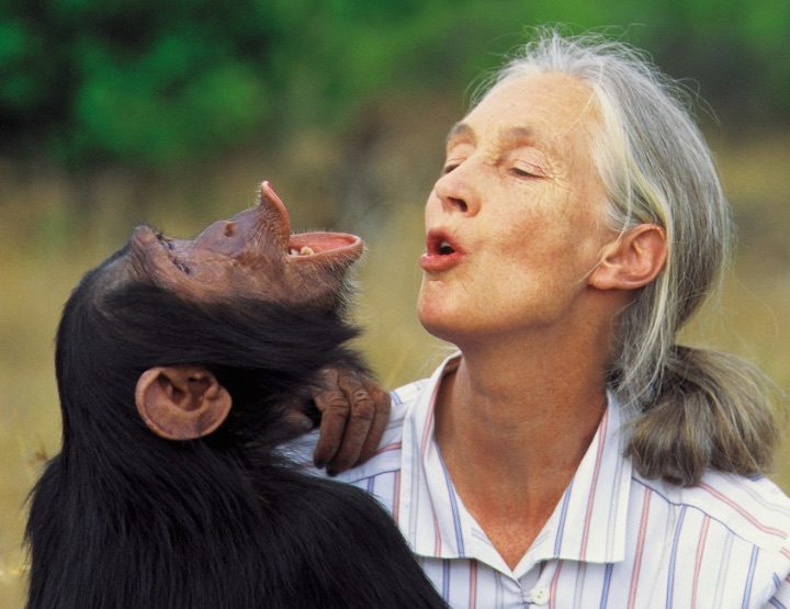Jane Goodall, pour l’amour des chimpanzés