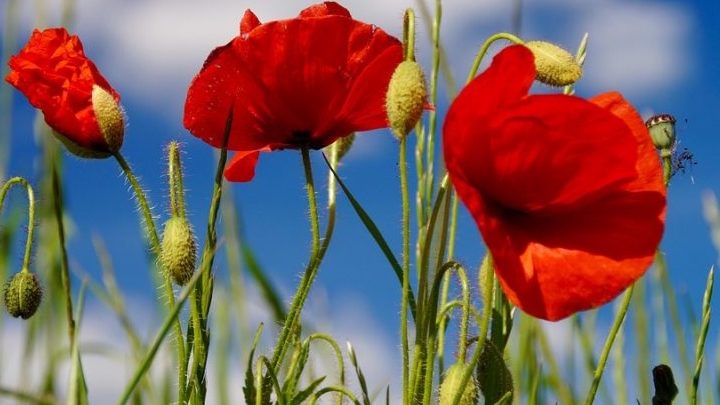 Nous voulons des coquelicots !